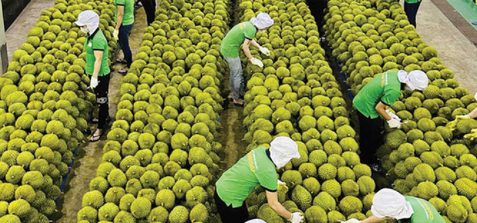 Sầu riêng Việt Nam, Philippines từng bước lấn sân vào thị trường Trung Quốc