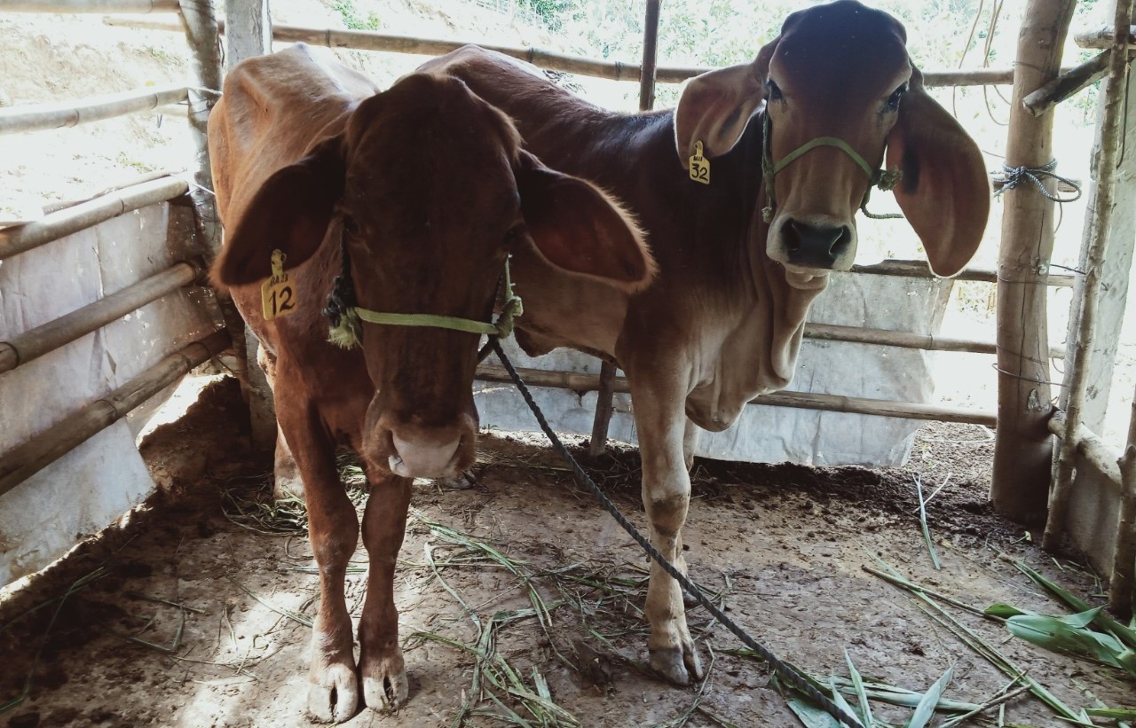Chủ động ứng phó rét đậm, rét hại