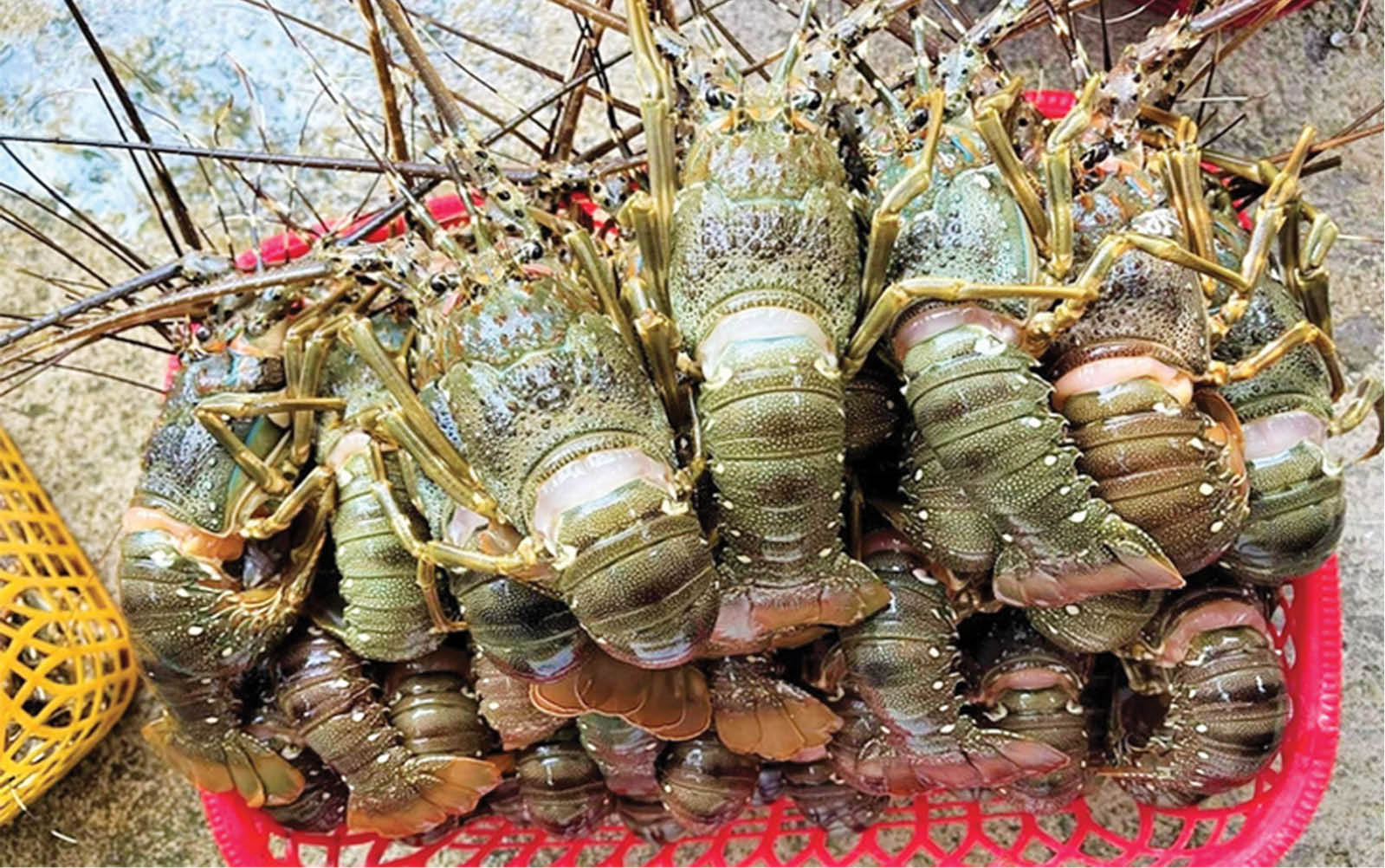 ASEAN tìm đường vào thị trường tôm hùm Trung Quốc