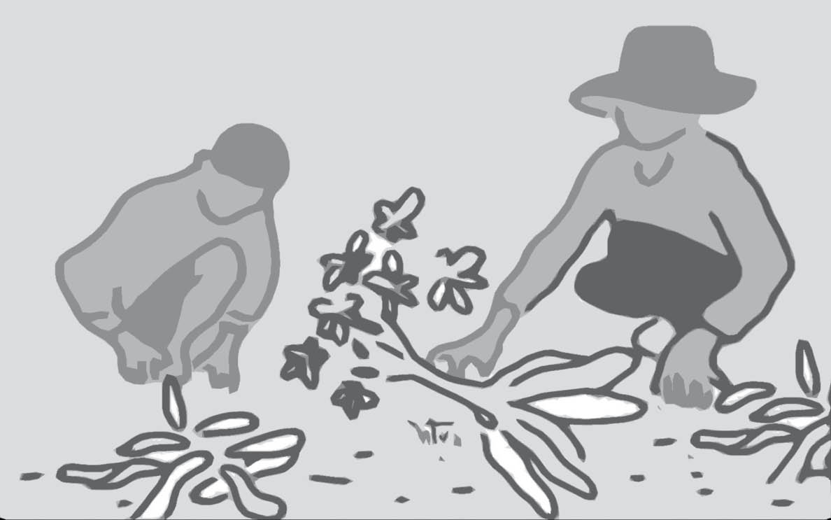 Mùi tết thơm nồng sắn dây