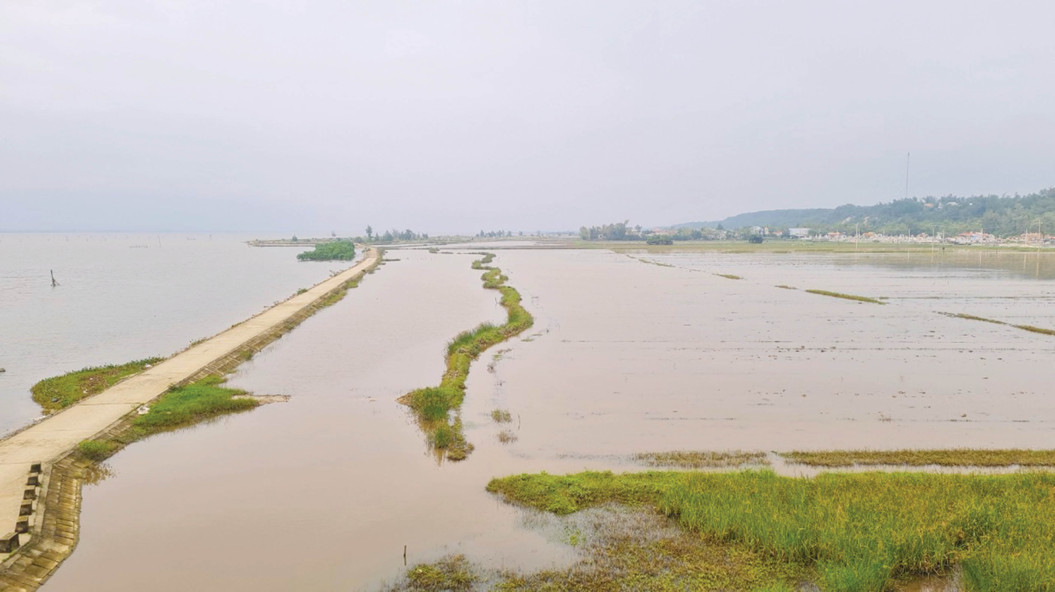 “Nhân sâm” từ lòng đất