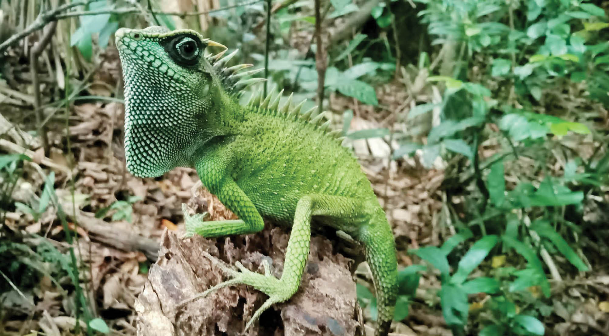 Khảo tìm rồng quý