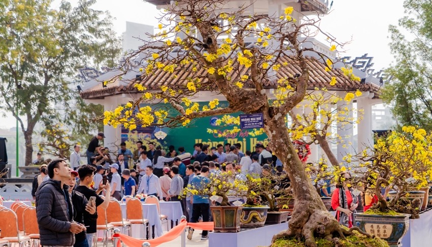 Gần 400 tác phẩm đặc sắc tham dự Lễ hội Hoàng mai Huế