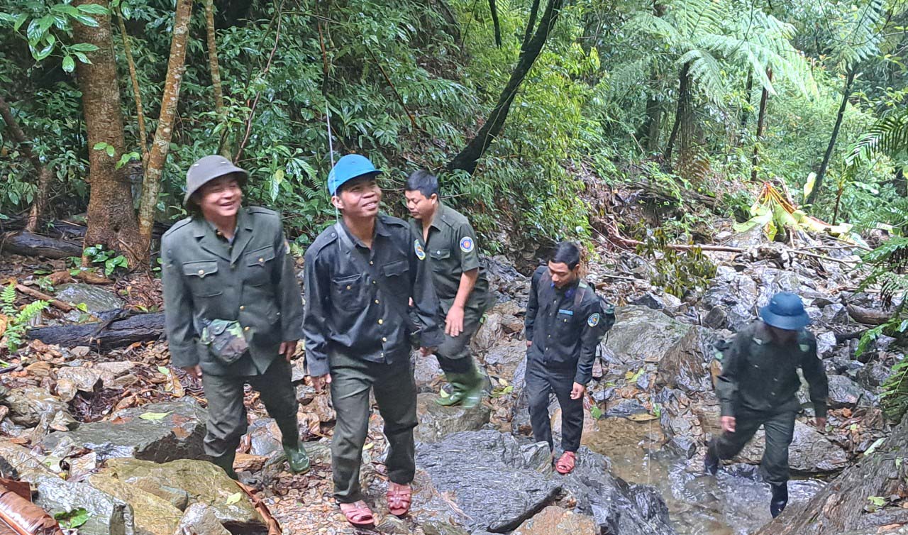An toàn cho những cánh rừng già