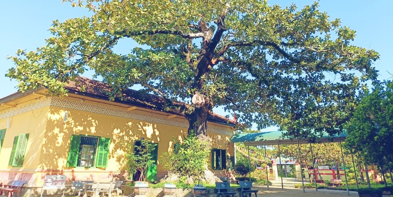 “Cụ” bàng trong trường học được công nhận cây Di sản