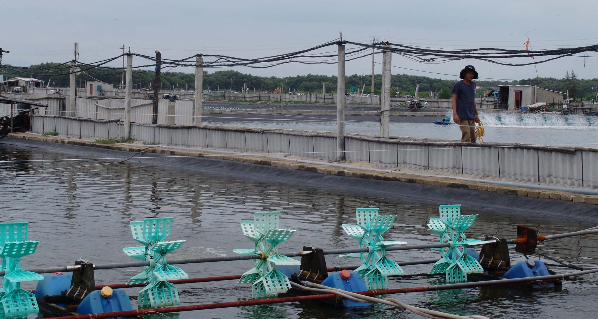 Một người nuôi tôm bị tử vong do điện giật