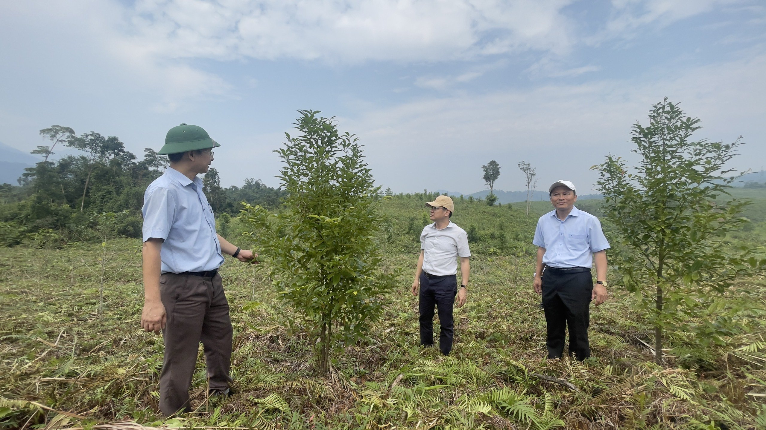 Phát triển rừng trồng bản địa và trồng cây dược liệu
