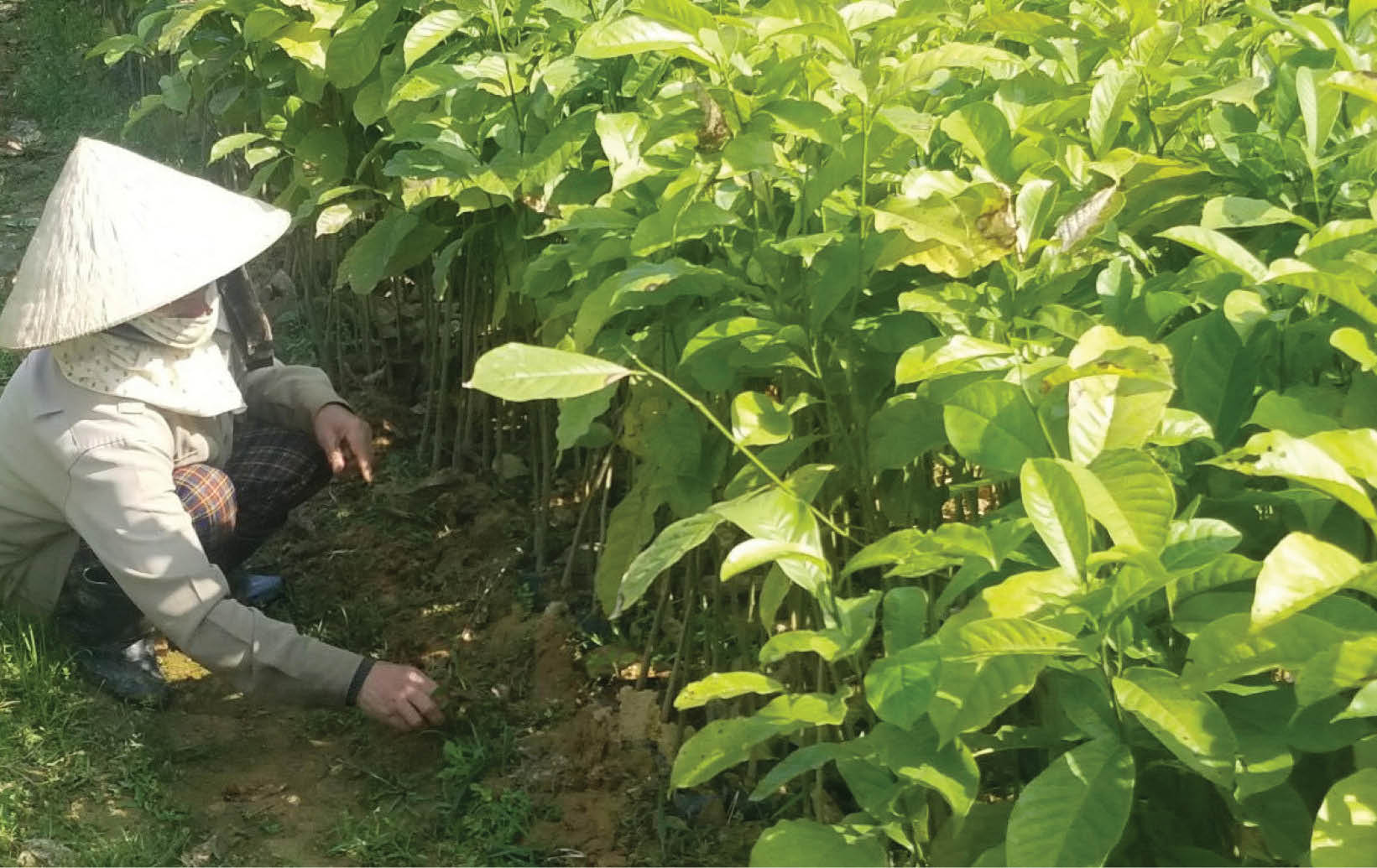 Trồng rừng theo hướng đa mục tiêu