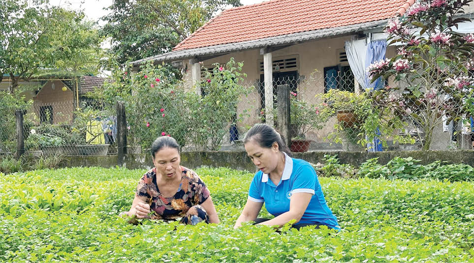 Trồng rau sạch phát triển kinh tế