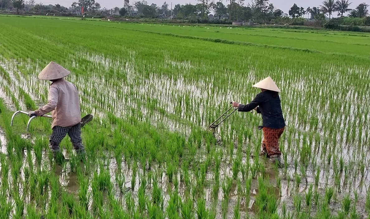 Chuyển đổi đất trồng lúa phải phù hợp quy hoạch