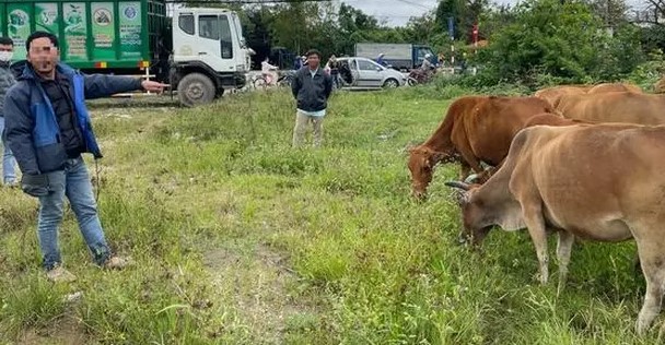 Bắt thanh niên trộm 12 con bò lúc đêm khuya