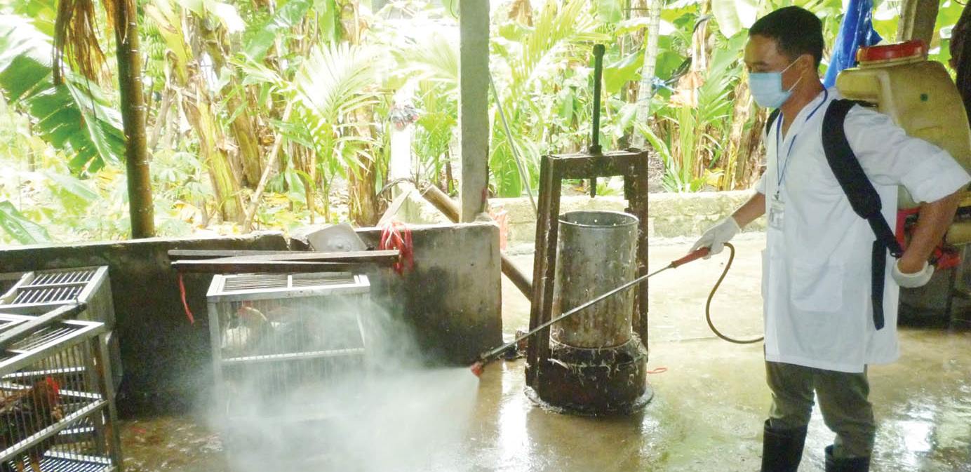 Ứng phó nguy cơ dịch cúm gia cầm