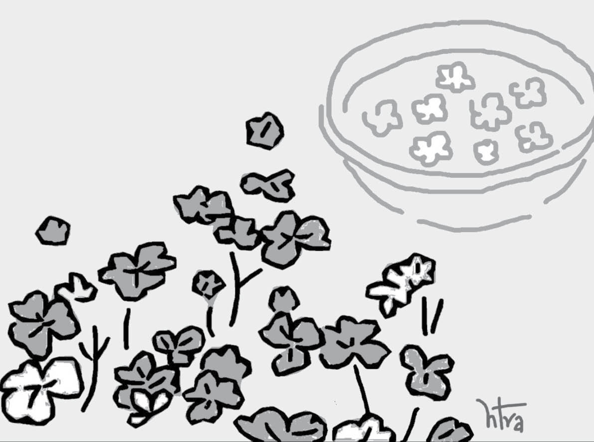 Canh chua lá me đất