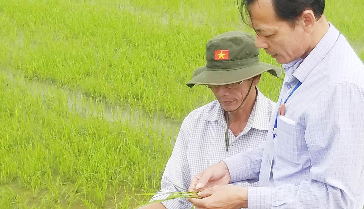 Nhiều diện tích lúa bị sâu bệnh gây hại