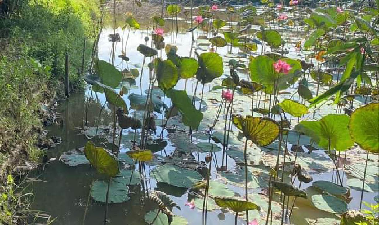 Nhiều dự án kinh tế cho nông dân