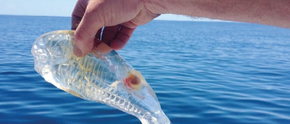 Phát hiện 100 loài sinh vật biển mới ở New Zealand