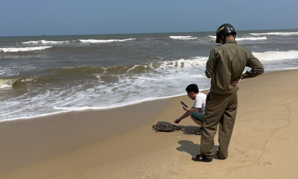 Thả cá thể vích quý về môi trường tự nhiên