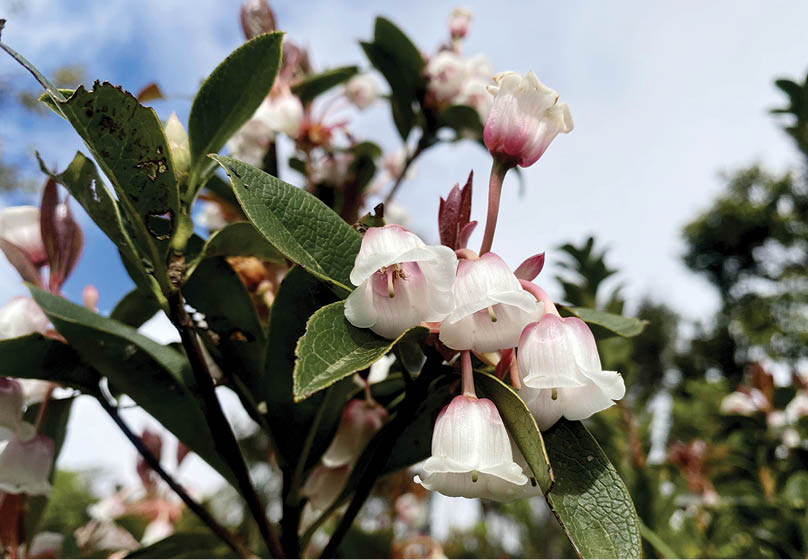 Ngắm đỗ quyên trên đỉnh Bạch Mã