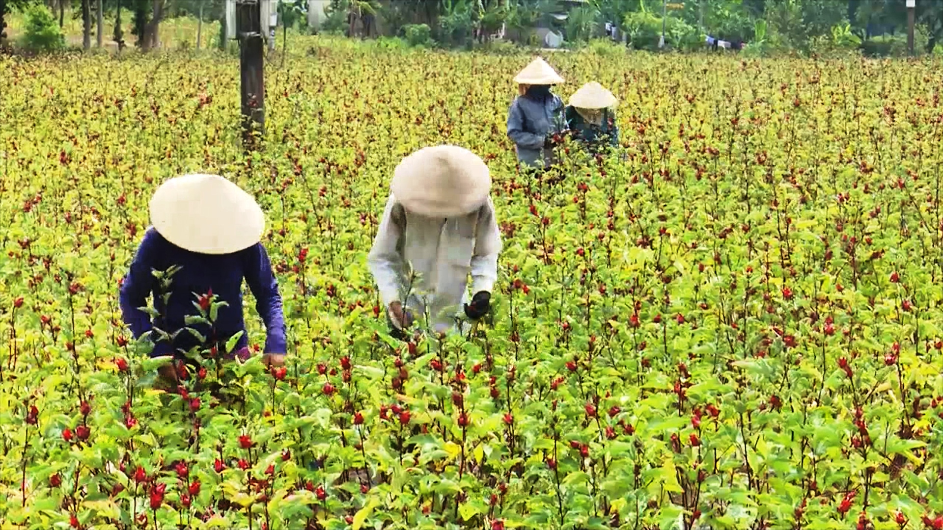 Bản tin Kinh tế - Thị trường ngày 30 3