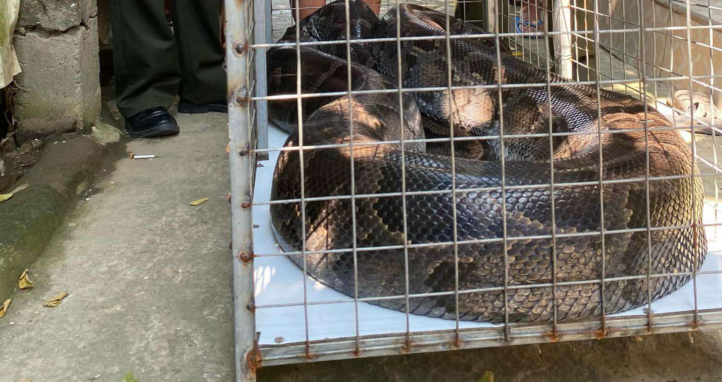 Tiếp nhận cá thể trăn đất quý, hiếm