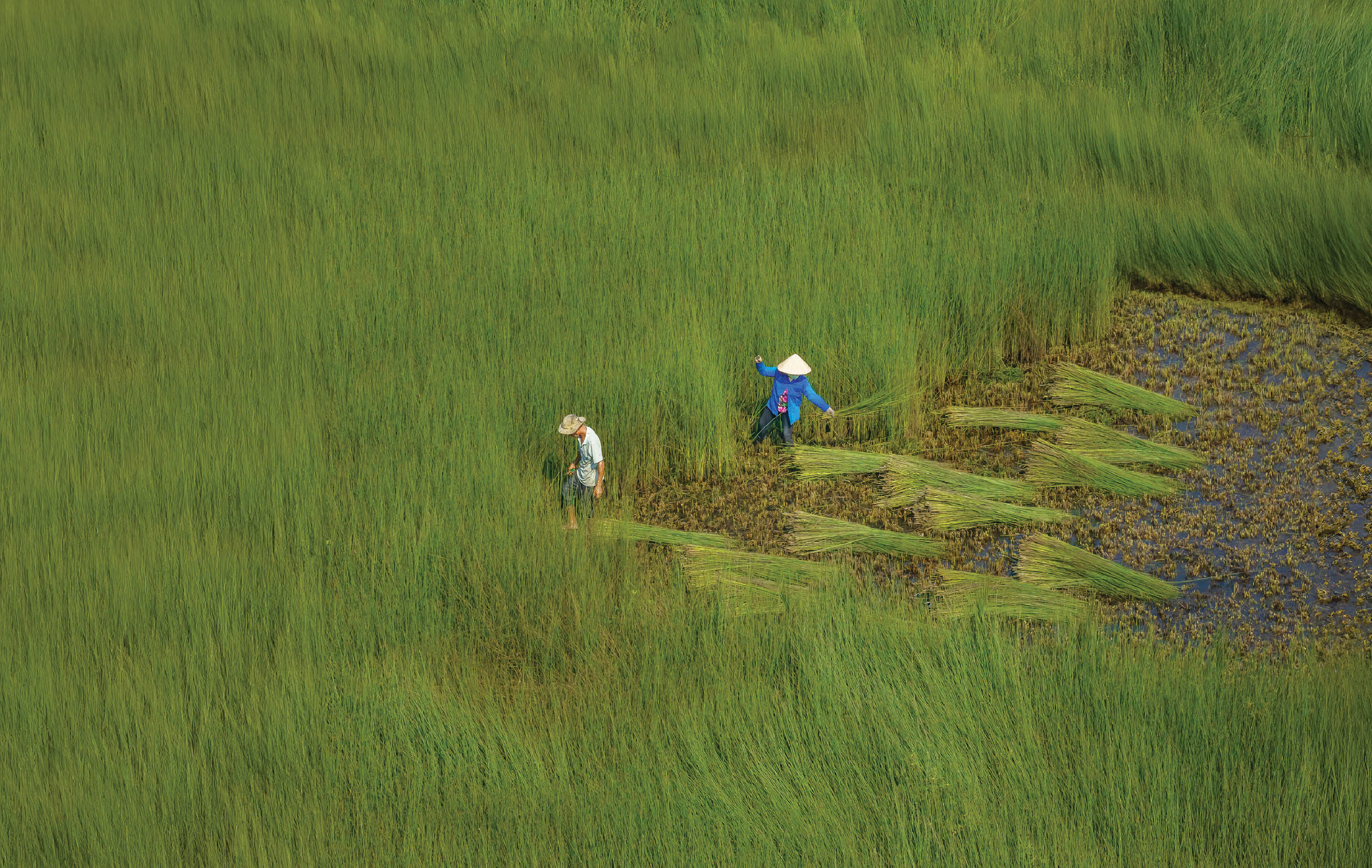 Mướt xanh cỏ bàng