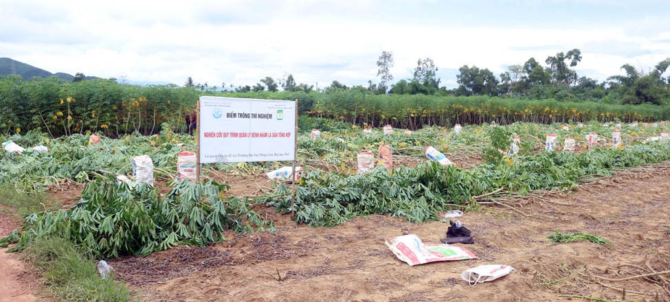 Sớm đưa mô hình quản lý tổng hợp bệnh khảm lá sắn vào thực tế