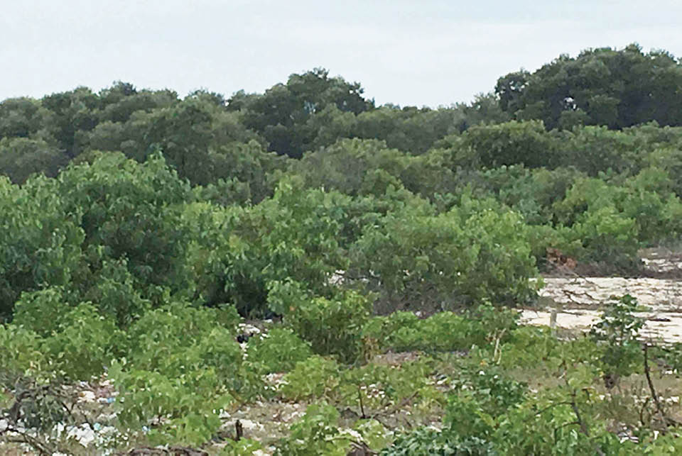 Không chủ quan với cháy rừng trên cát