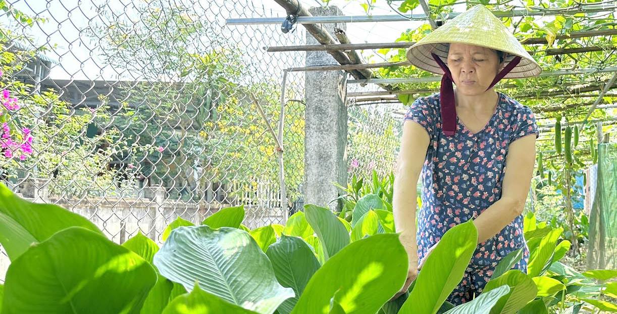 Làm giàu từ ruộng vườn