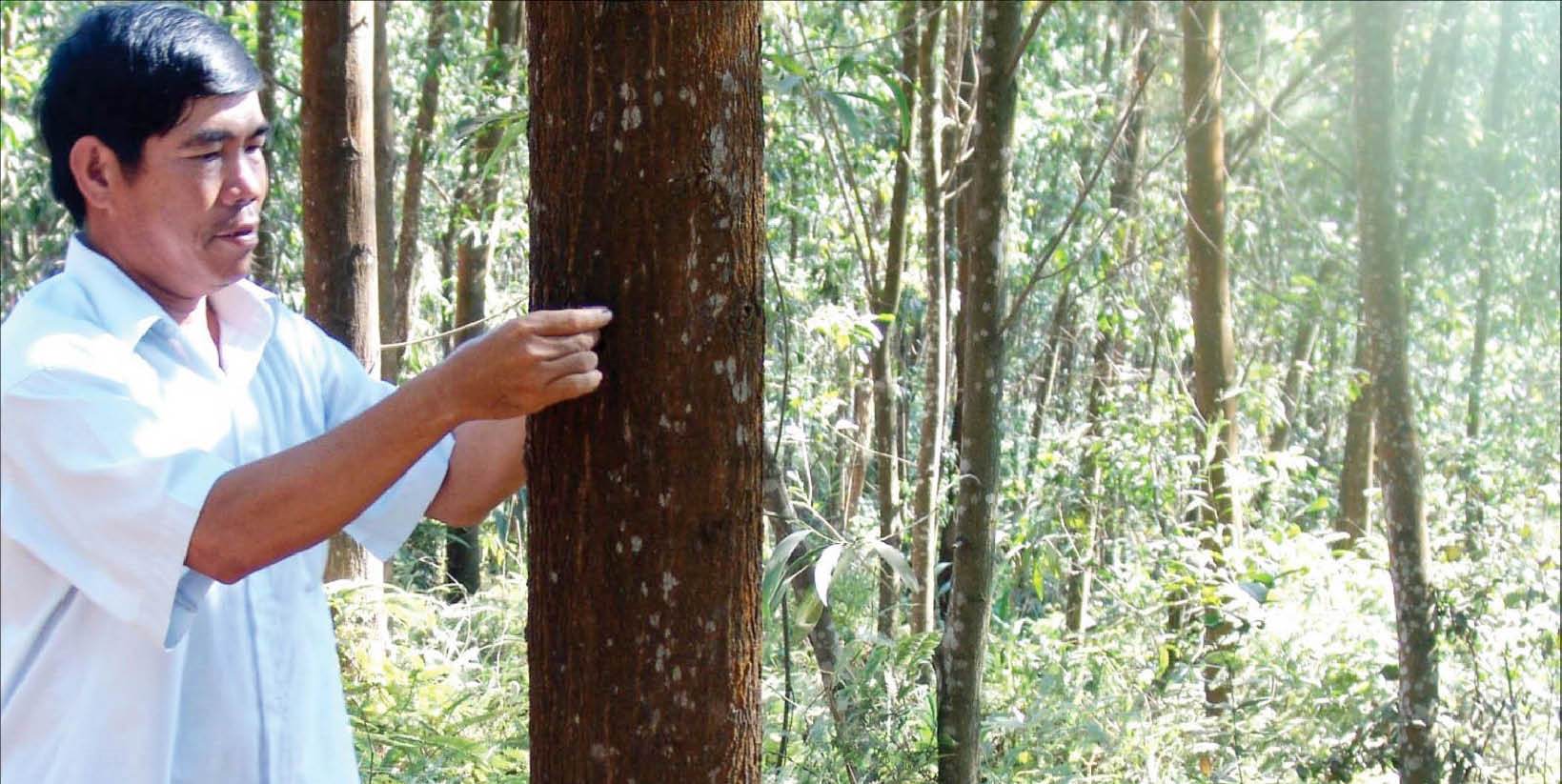 Phát triển diện tích trồng rừng gỗ lớn