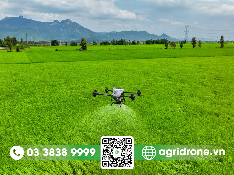 AgriDrone tư vấn máy bay phun thuốc sạ lúa rải phân DJI T50