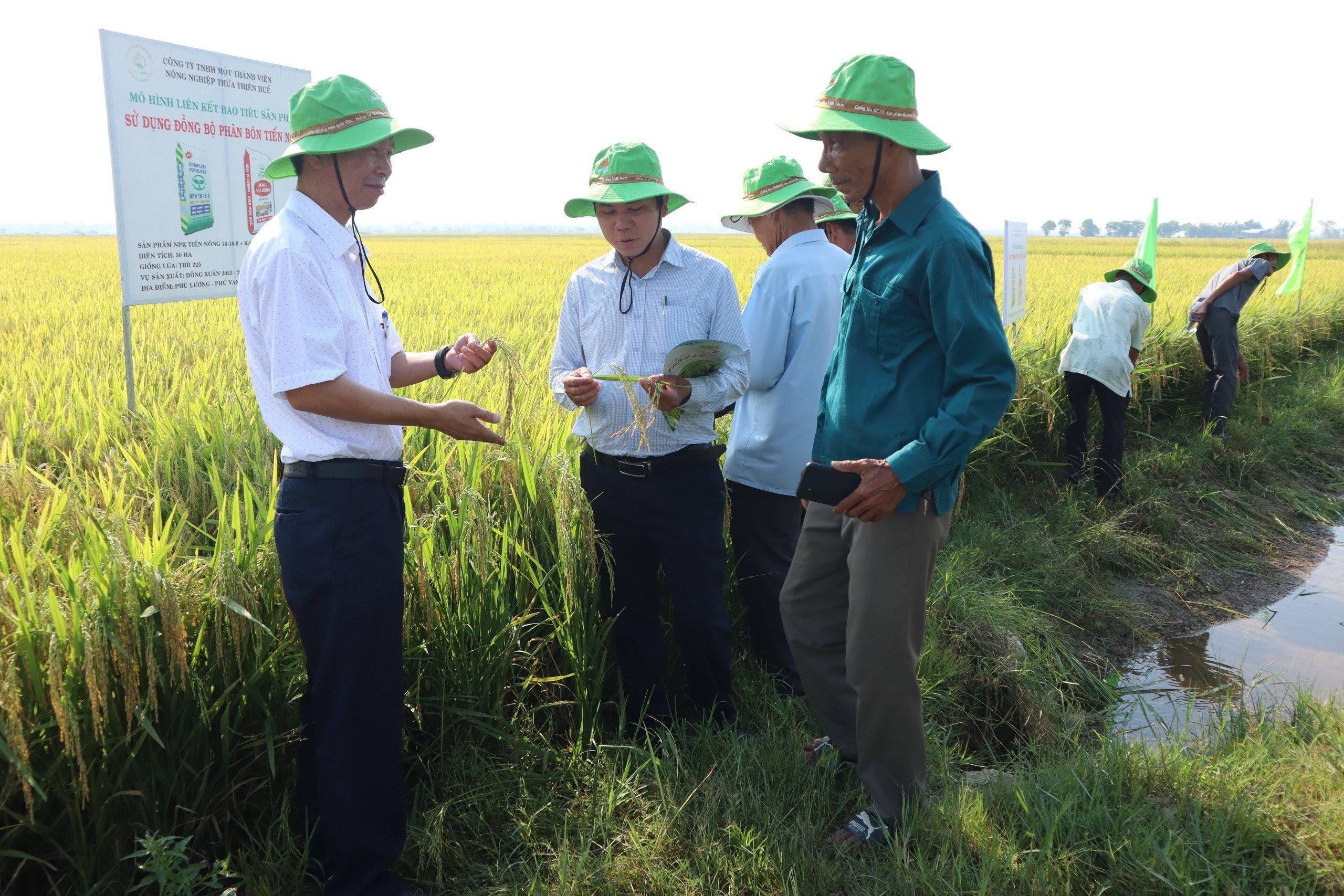 Đánh giá mô hình liên kết sản xuất giống lúa TBR225 vụ đông xuân 2023-2024