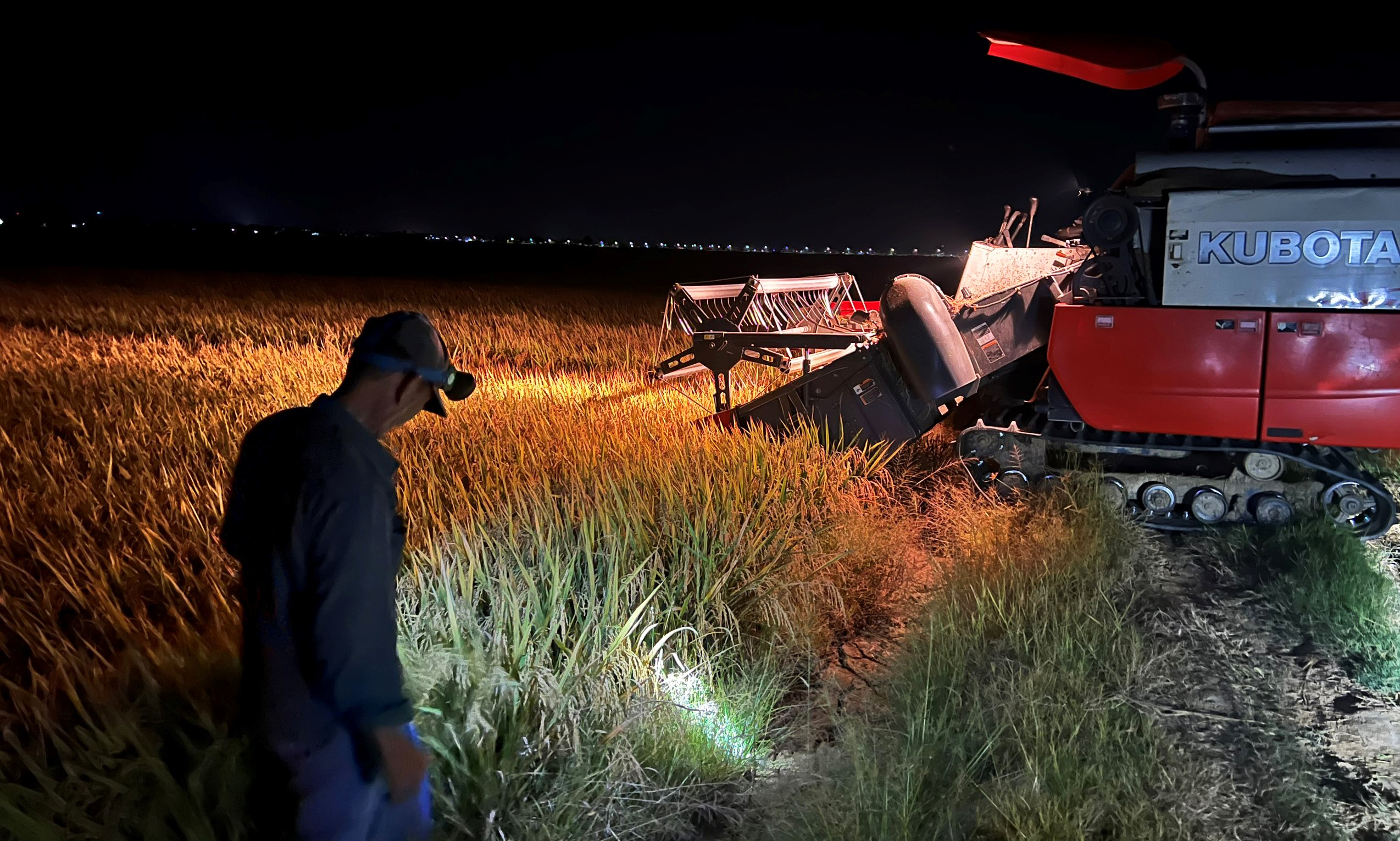 Náo nức ra đồng thu hoạch lúa đêm