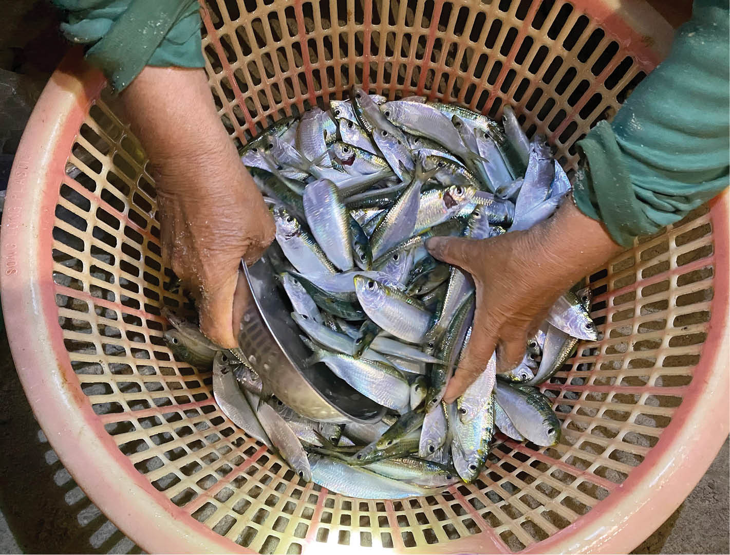 Cá trích biển khuya