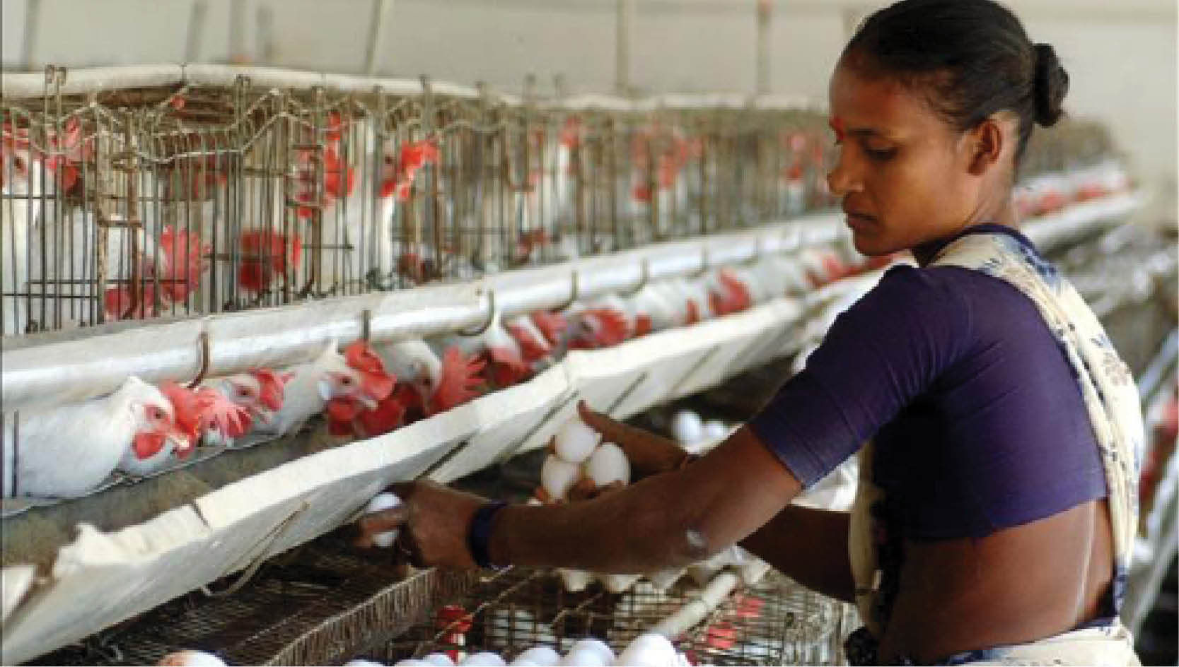 Ngành chăn nuôi gia cầm ở Nam Á - Đông Nam Á hấp dẫn các nhà đầu tư