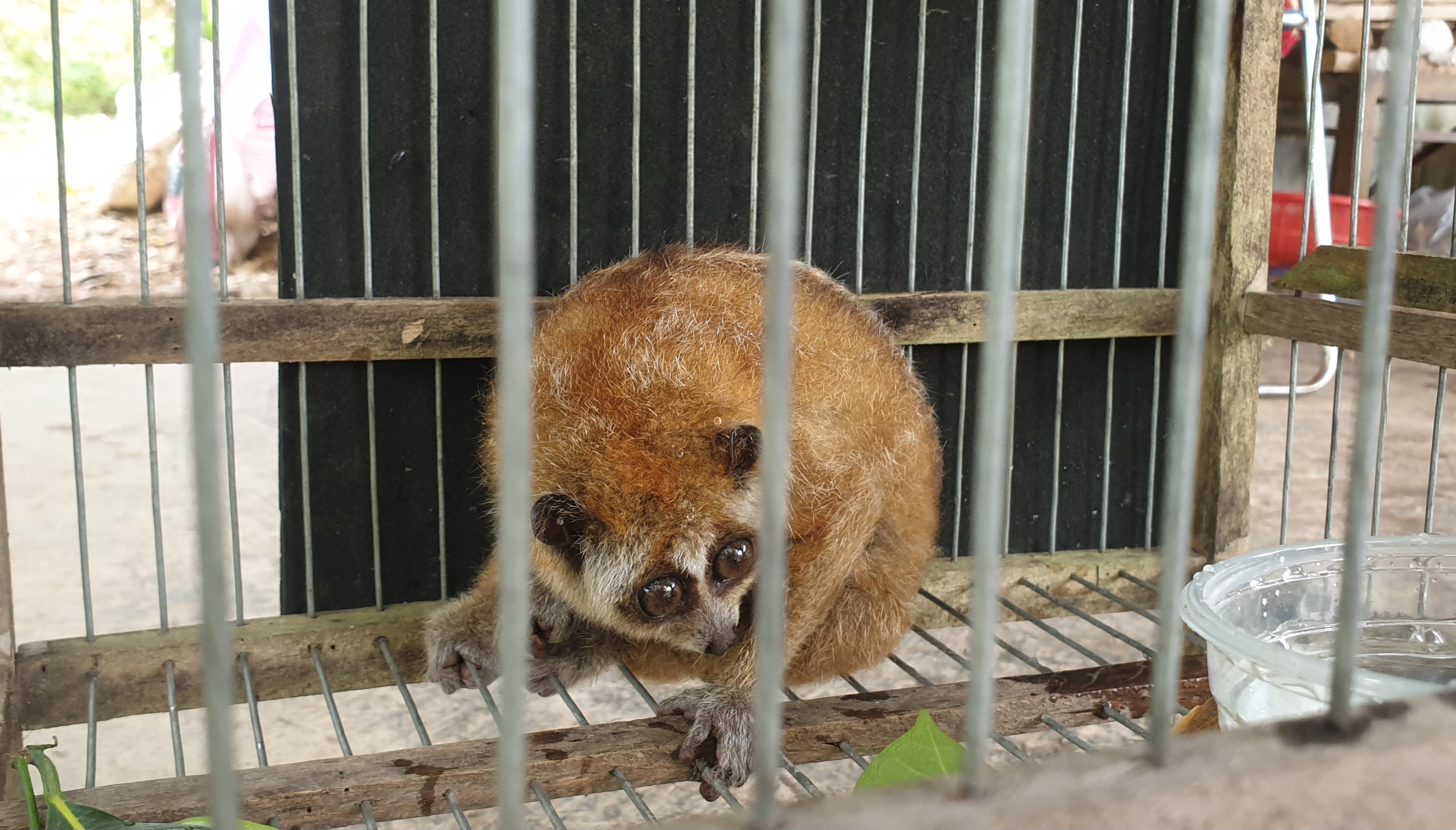 Tiếp nhận một cá thể cu li nhỏ quý, hiếm