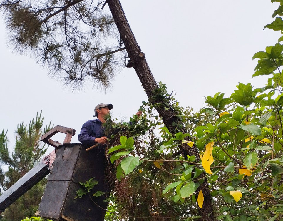 Giải cứu những cây thông trên đường Lê Ngô Cát