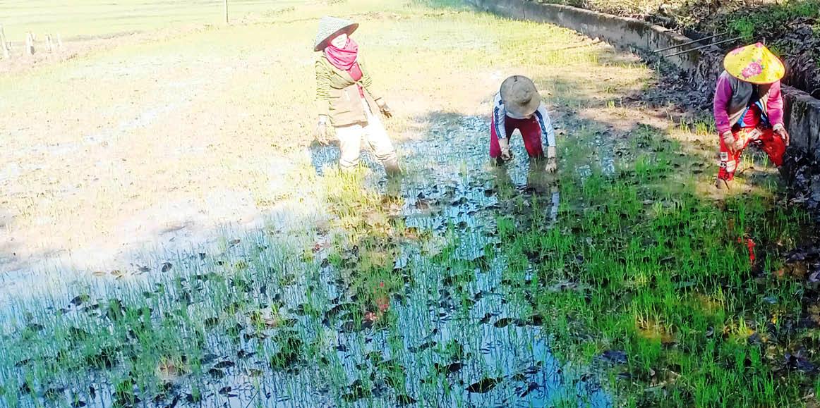 Đề phòng giông sét khi vào vụ sản xuất