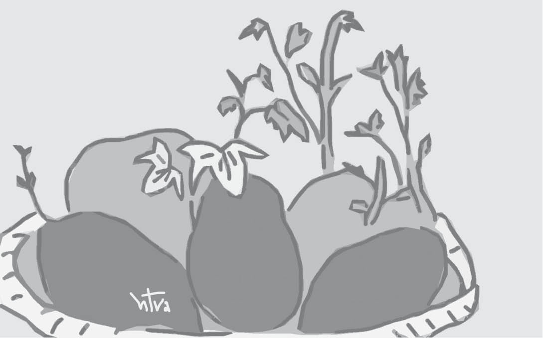 Tím biếc những mầm khoai