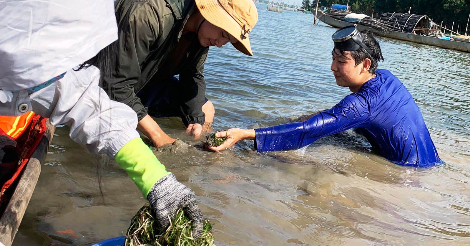 Bảo tồn thảm thực vật thủy sinh tại phá Tam Giang - Cầu Hai