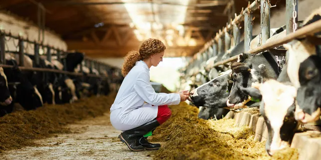 Mỹ chi 100 triệu USD giám sát cúm gia cầm