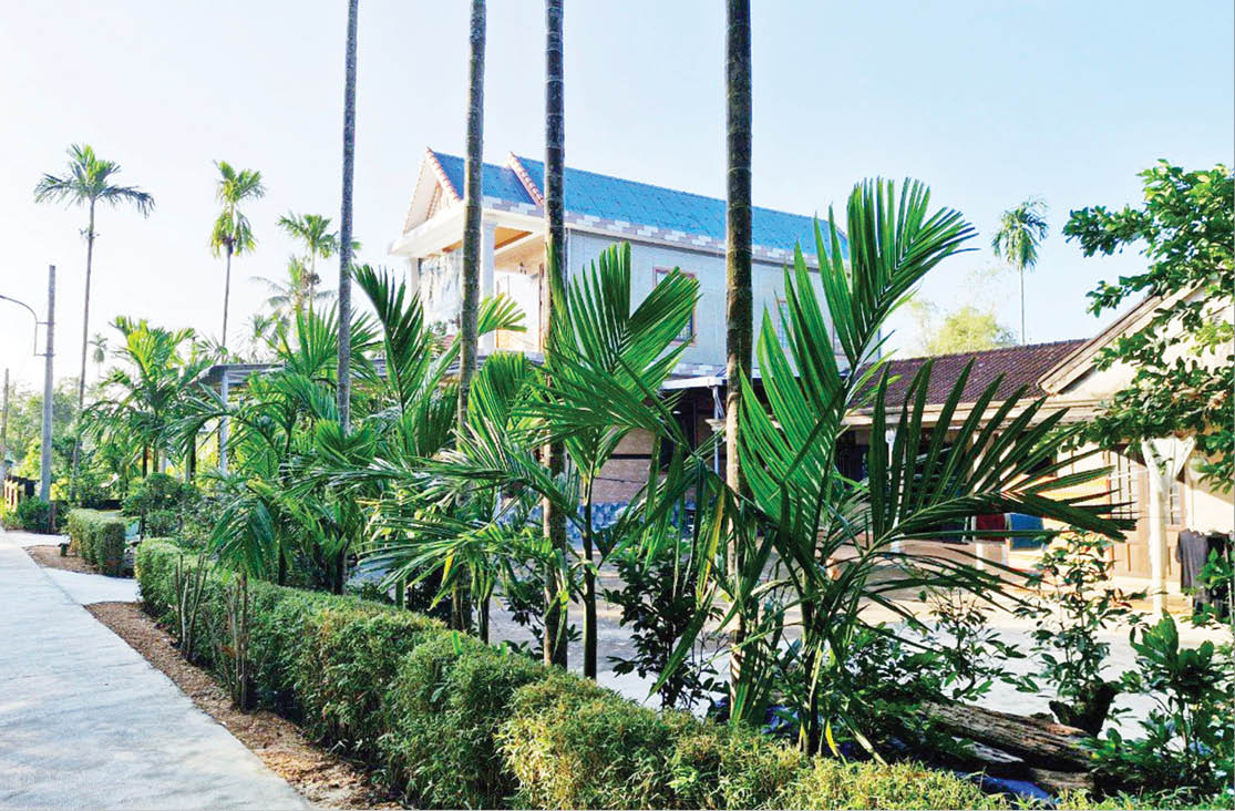 Cau thẳng vườn nhà