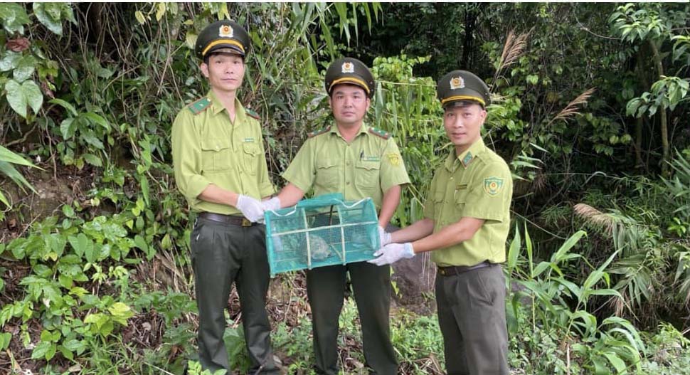 Thả rùa núi vàng cực kỳ nguy cấp về tự nhiên