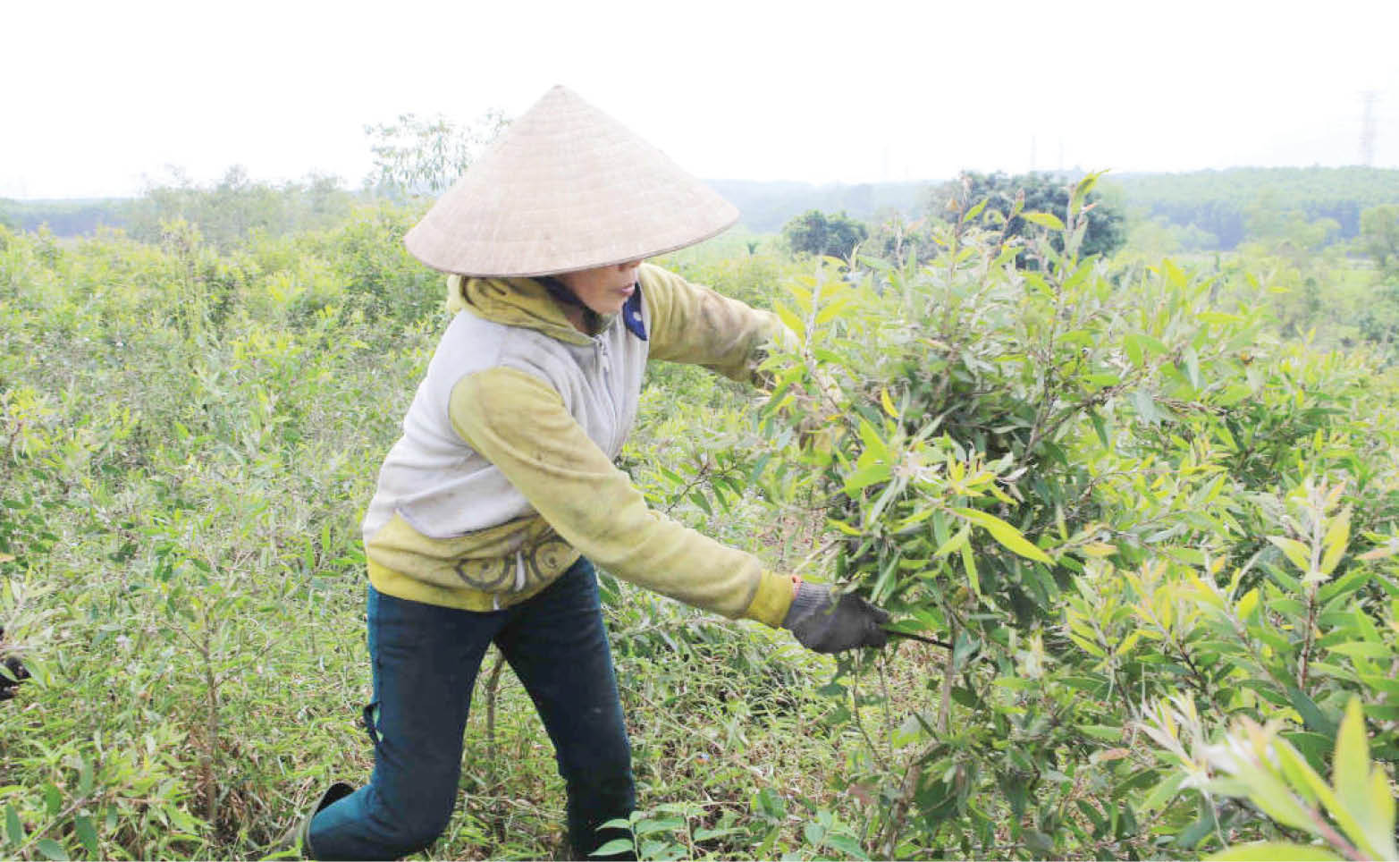 Hợp tác xã kiểu mới gắn với chuỗi giá trị