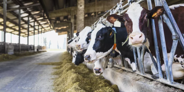 Mỹ ghi nhận ca nhiễm cúm gia cầm thứ hai ở người