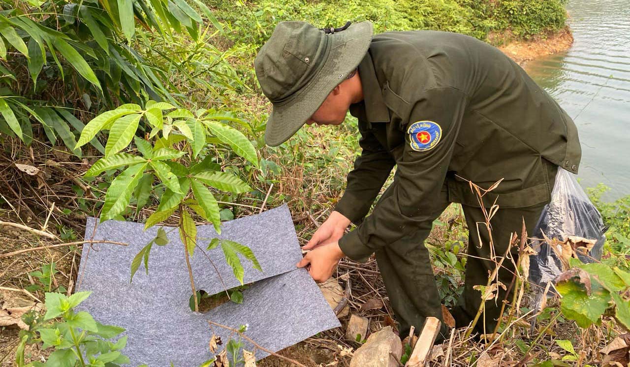 Phủ bạt chống nắng, giữ ẩm, trừ cỏ dại cho rừng mới trồng
