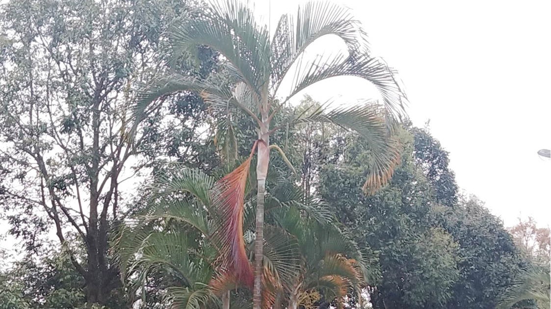 Trồng cau trên dải phân cách, nên hay không