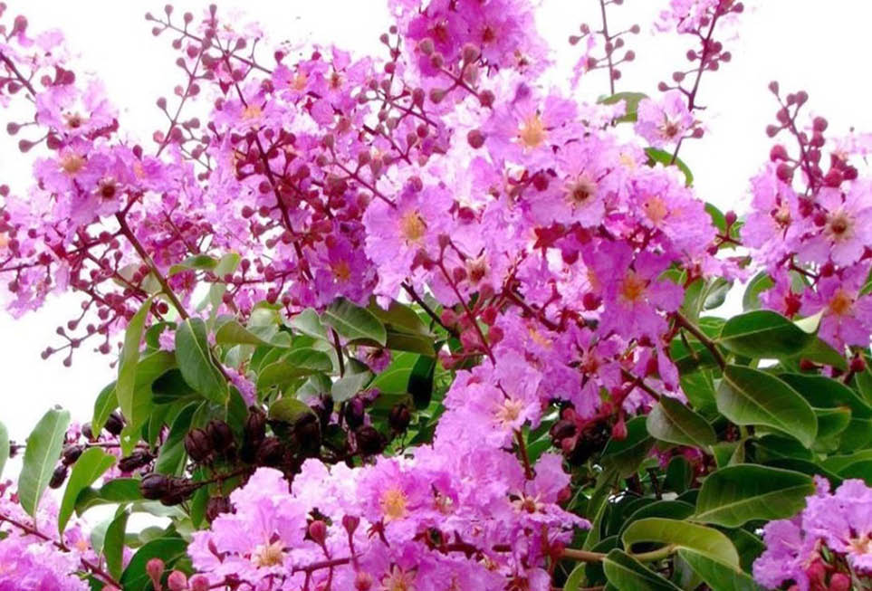 Sắc tím bằng lăng