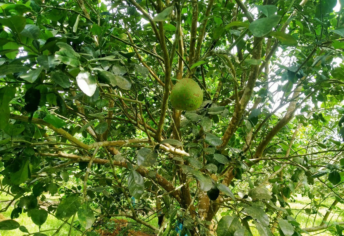 Thời tiết cực đoan, thanh trà nhiều nơi gần như mất trắng