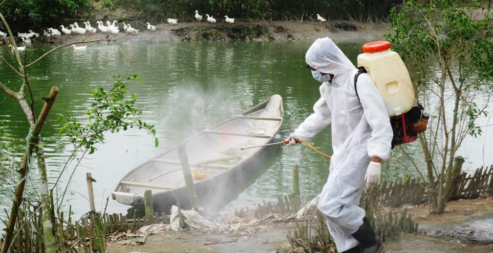 Ứng phó dịch bệnh gia súc, gia cầm lây sang người