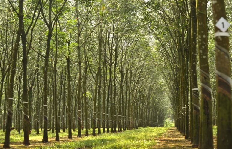 Nông sản Việt trước yêu cầu của thị trường EU